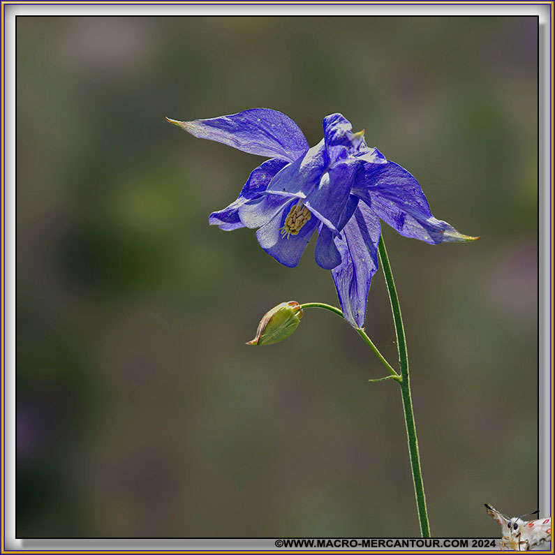 Ancolie de Bertoloni